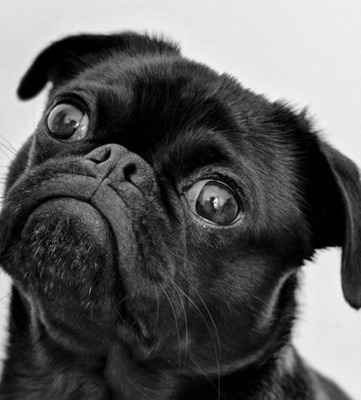 Комментарий с изображением на AdMe.Media