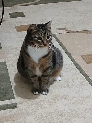 Комментарий с изображением на AdMe.Media