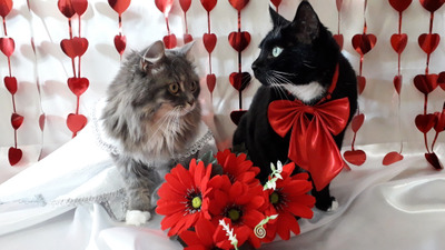 Комментарий с изображением на AdMe.Media