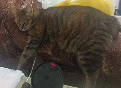 Комментарий с изображением на AdMe.Media