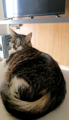 Комментарий с изображением на AdMe.Media