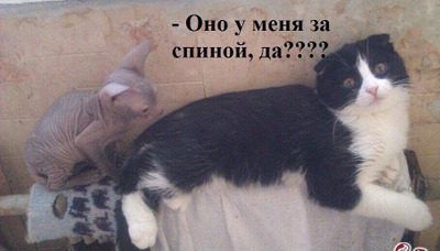Комментарий с изображением на AdMe.Media