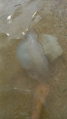 Комментарий с изображением на AdMe.Media