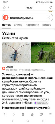 Комментарий с изображением на AdMe.Media