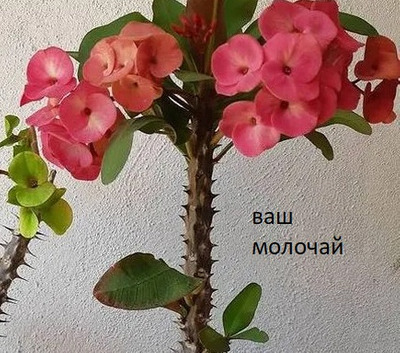 Комментарий с изображением на AdMe.Media