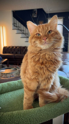 Комментарий с изображением на AdMe.Media