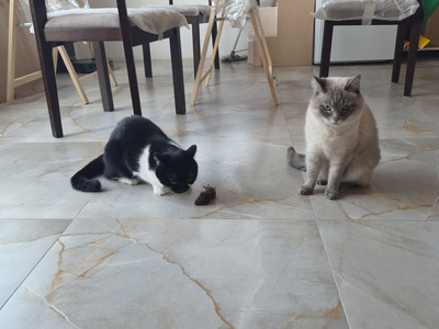 Комментарий с изображением на AdMe.Media