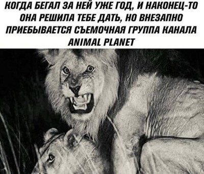 Комментарий с изображением на AdMe.Media