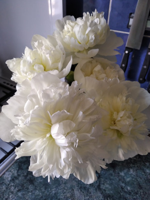 Комментарий с изображением на AdMe.Media