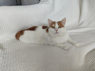 Комментарий с изображением на AdMe.Media