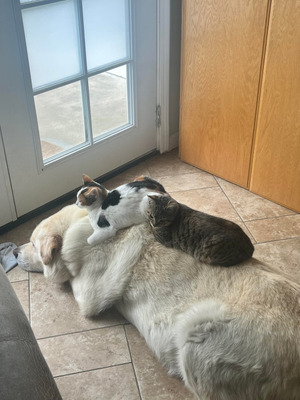 Комментарий с изображением на AdMe.Media