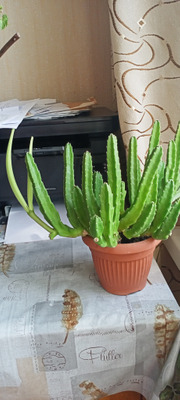 Комментарий с изображением на AdMe.Media