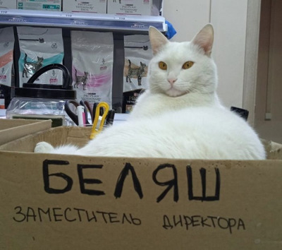 Комментарий с изображением на AdMe.Media