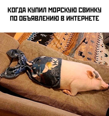 Комментарий с изображением на AdMe.Media