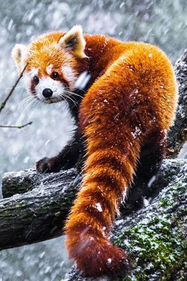 Комментарий с изображением на AdMe.Media