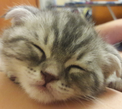 Комментарий с изображением на AdMe.Media