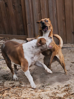 Комментарий с изображением на AdMe.Media