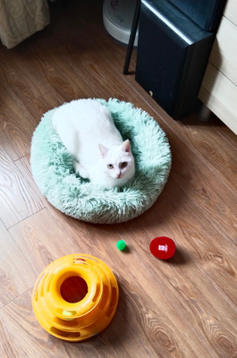 Комментарий с изображением на AdMe.Media