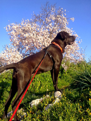 Комментарий с изображением на AdMe.Media