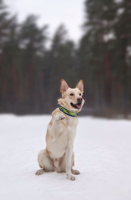 Комментарий с изображением на AdMe.Media