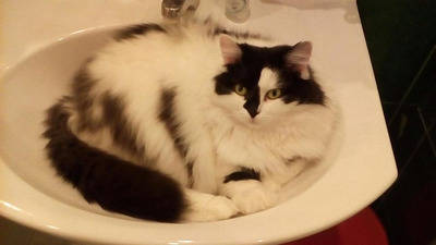 Комментарий с изображением на AdMe.Media