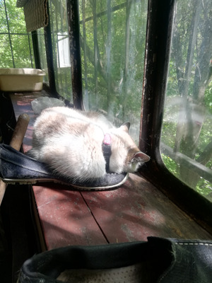 Комментарий с изображением на AdMe.Media