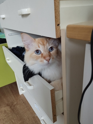 Комментарий с изображением на AdMe.Media