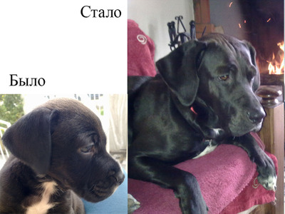 Комментарий с изображением на AdMe.Media