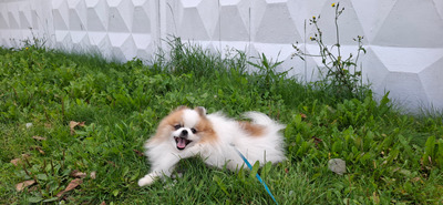 Комментарий с изображением на AdMe.Media