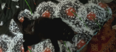 Комментарий с изображением на AdMe.Media