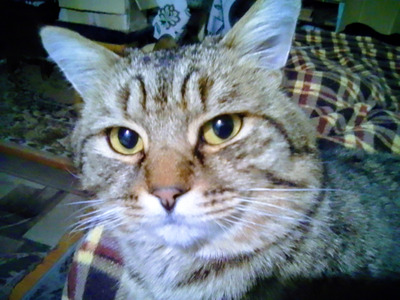 Комментарий с изображением на AdMe.Media