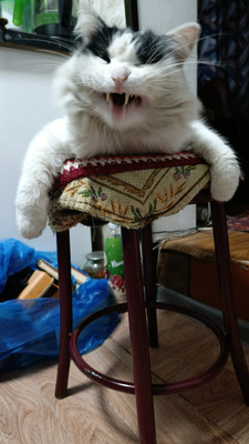 Комментарий с изображением на AdMe.Media