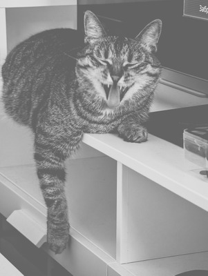 Комментарий с изображением на AdMe.Media