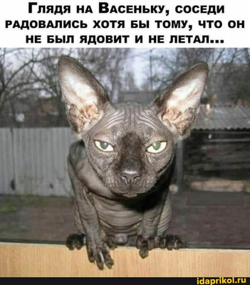 Комментарий с изображением на AdMe.Media