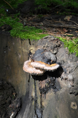 Комментарий с изображением на AdMe.Media