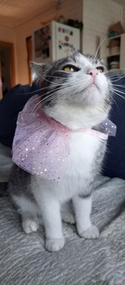 Комментарий с изображением на AdMe.Media