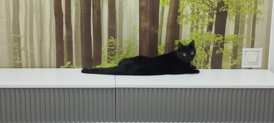 Комментарий с изображением на AdMe.Media