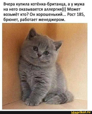 Комментарий с изображением на AdMe.Media