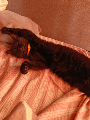 Комментарий с изображением на AdMe.Media