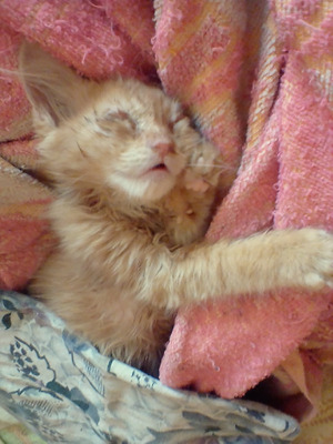 Комментарий с изображением на AdMe.Media