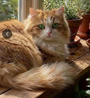 Комментарий с изображением на AdMe.Media