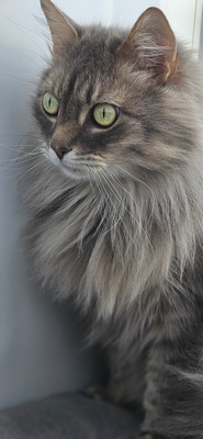 Комментарий с изображением на AdMe.Media