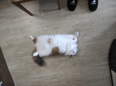 Комментарий с изображением на AdMe.Media