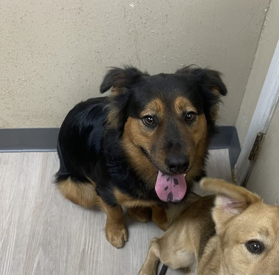 Комментарий с изображением на AdMe.Media