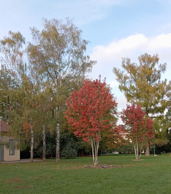 Комментарий с изображением на AdMe.Media