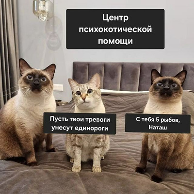 Комментарий с изображением на AdMe.Media
