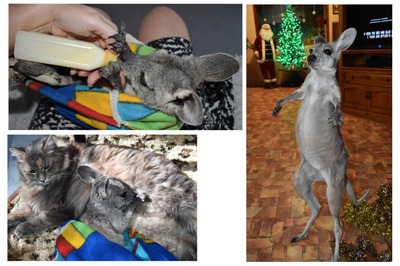 Комментарий с изображением на AdMe.Media