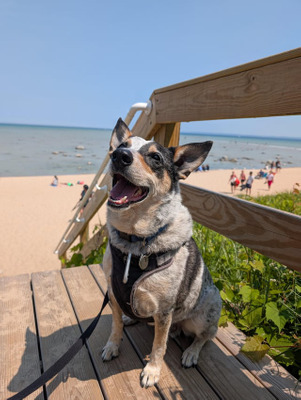 Комментарий с изображением на AdMe.Media