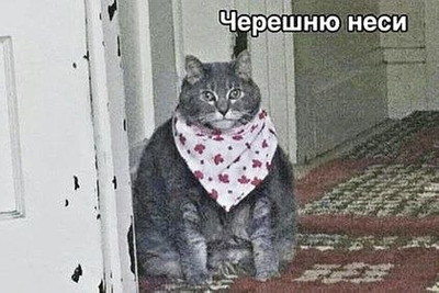 Комментарий с изображением на AdMe.Media