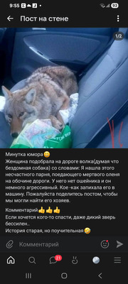 Комментарий с изображением на AdMe.Media